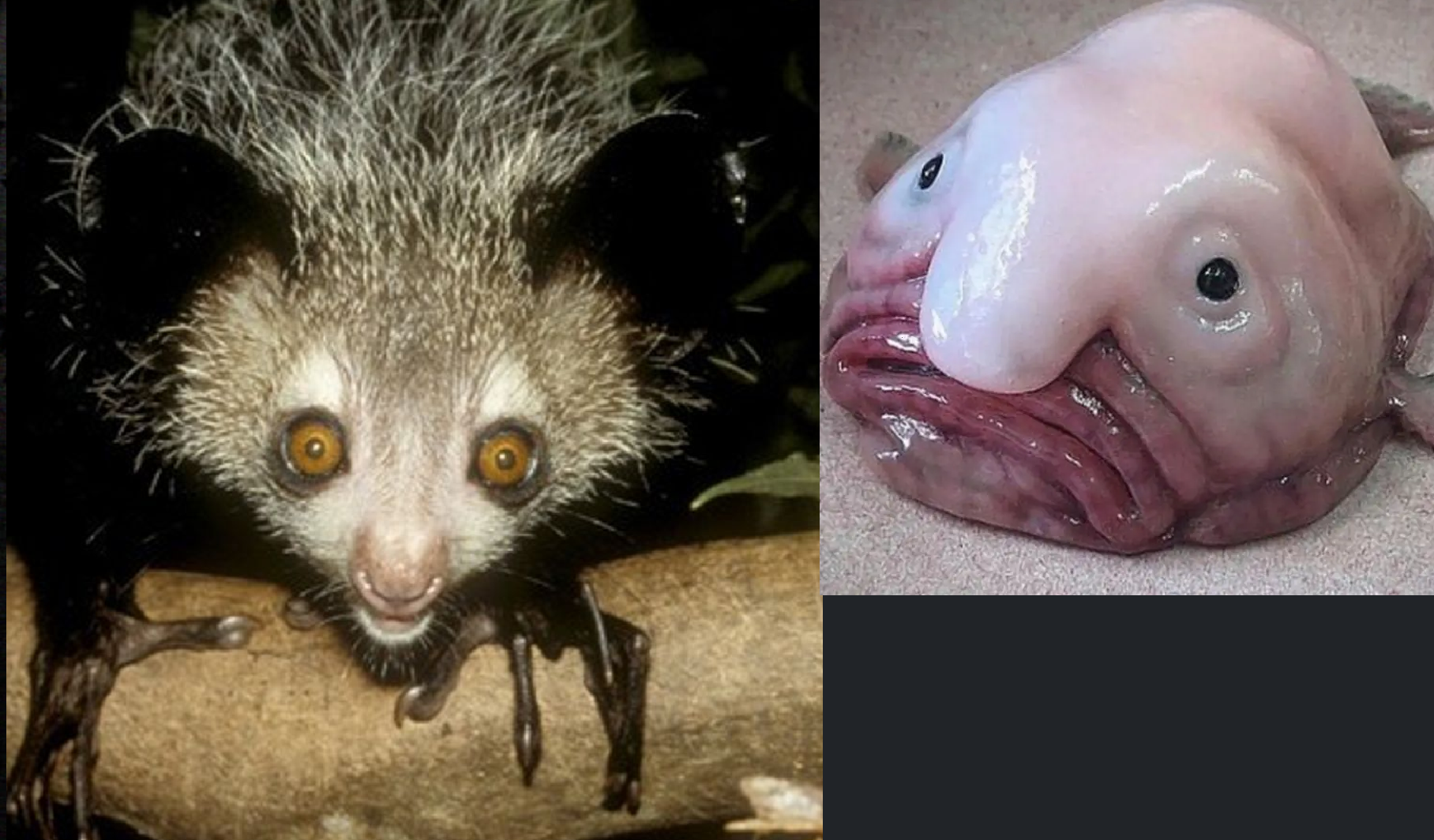 Most Scary & Creepy Animal
